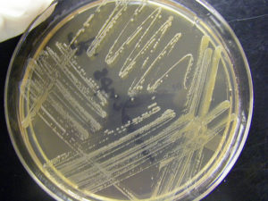 La Importancia De Las Bacterias En La Agricultura Wakan