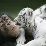 amor animales3