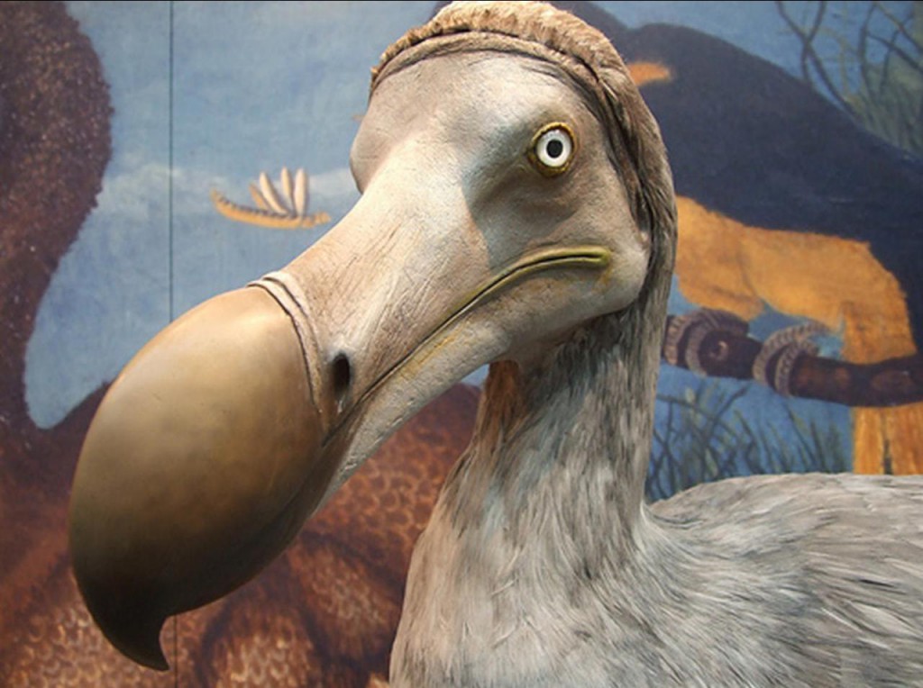clonacion dodo