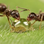 hormigas-gota-miel