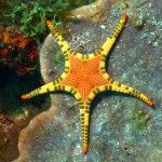 Iconaster-longimanus-estrella-de-mar-mosaico