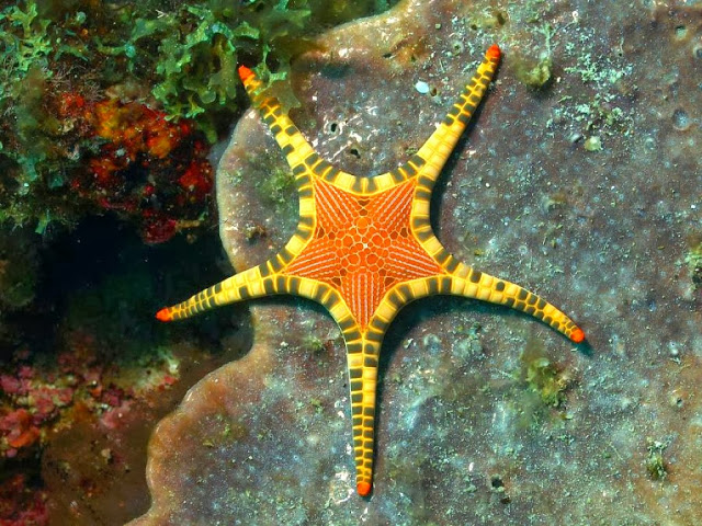 Iconaster-longimanus-estrella-de-mar-mosaico
