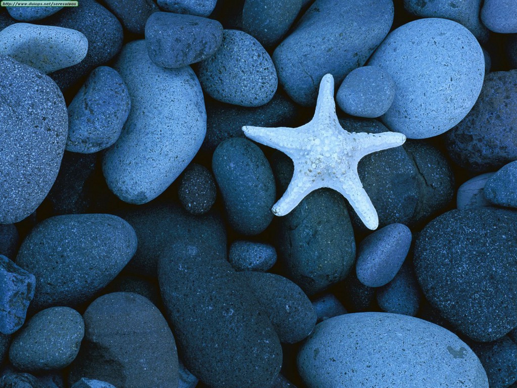 Sea Star on a Rocky Beach, Baja California, Mexico