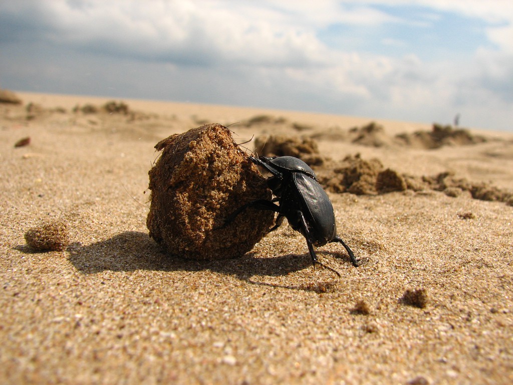 escarabajo pelotero2