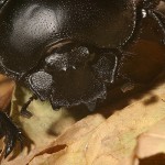 escarabajo3