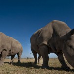 fecundacion-in-vitro-para-salvar-al-rinoceronte-blanco-y-v-sanperrestre-el-dia-en-fotos