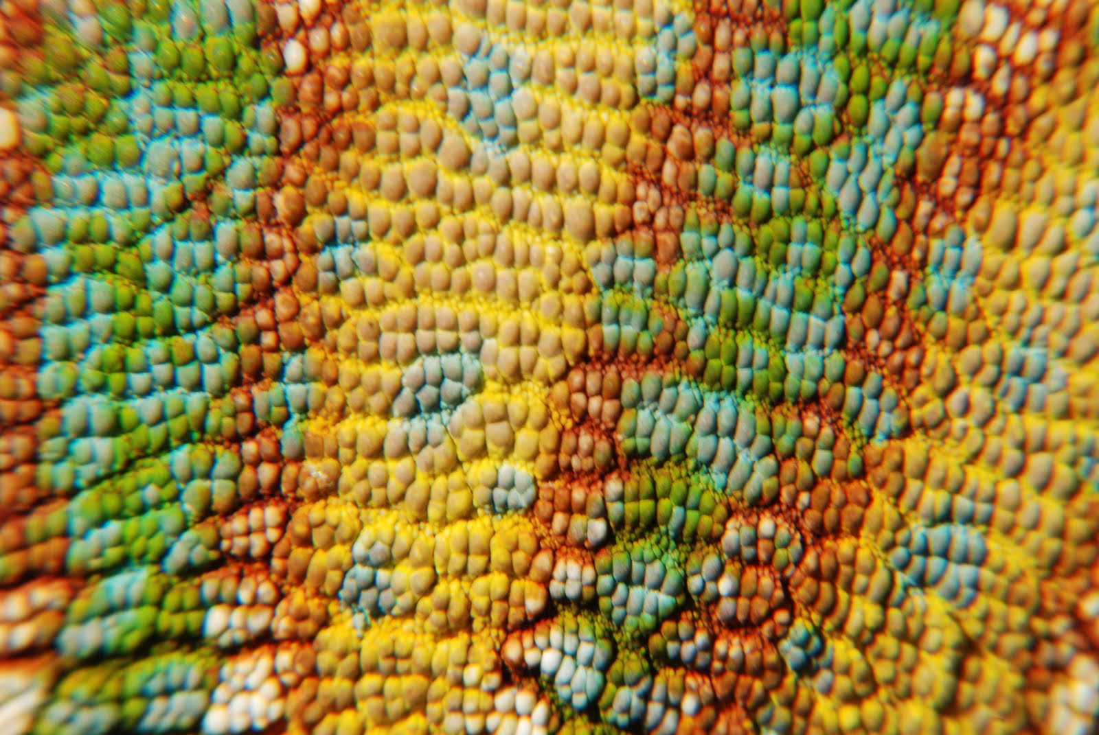 Кожа хамелеона. Чешуя хамелеона. Кожа хамелеона под микроскопом. Кожа хамелеона текстура.