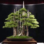 goshin-bonsai
