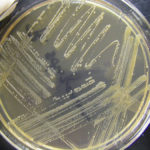 Bacterias wakan