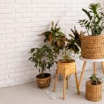 diseno-rural-plantas